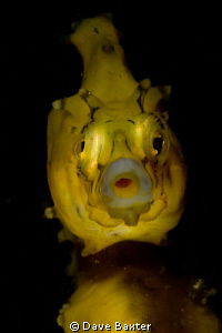 local seahorse saying "ahhhhhh" by Dave Baxter 